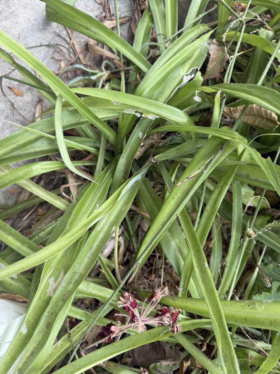 Spider Plant