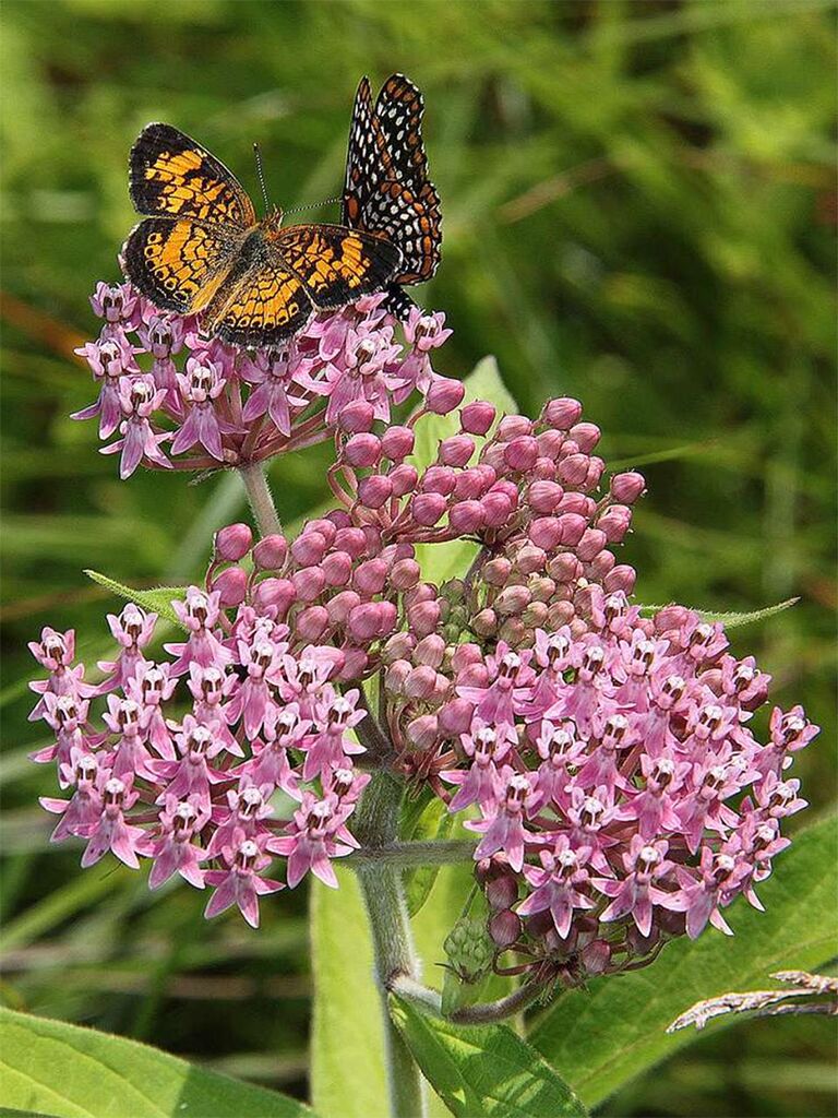 Swamp Milkweed