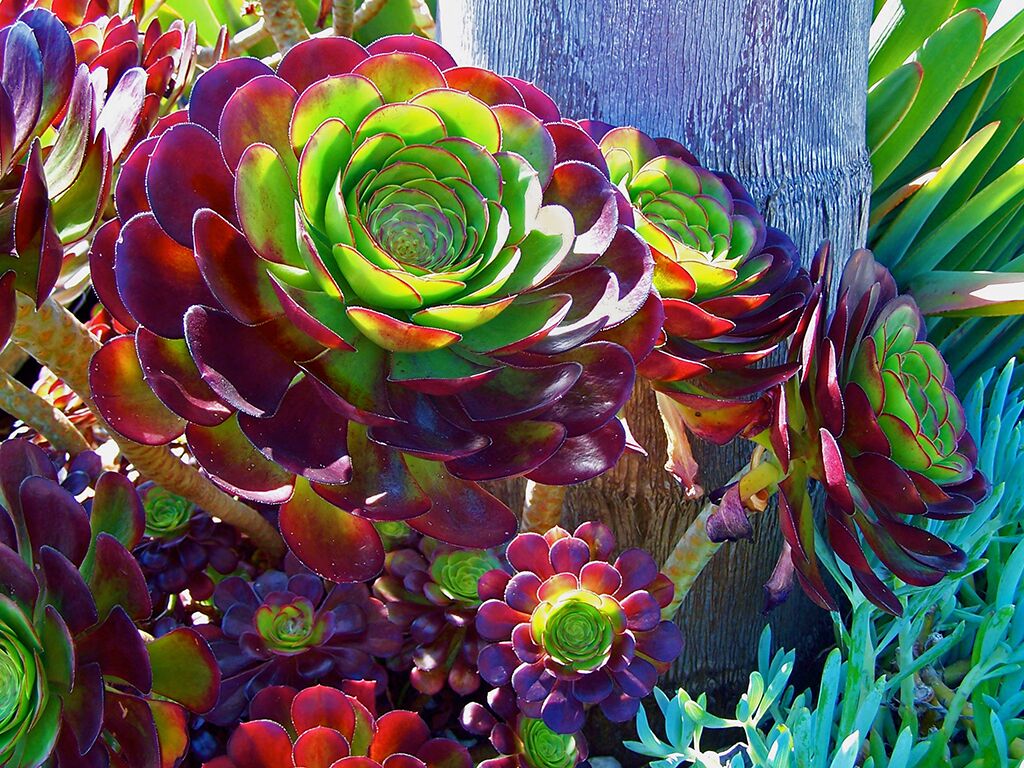 Aeonium arboreum