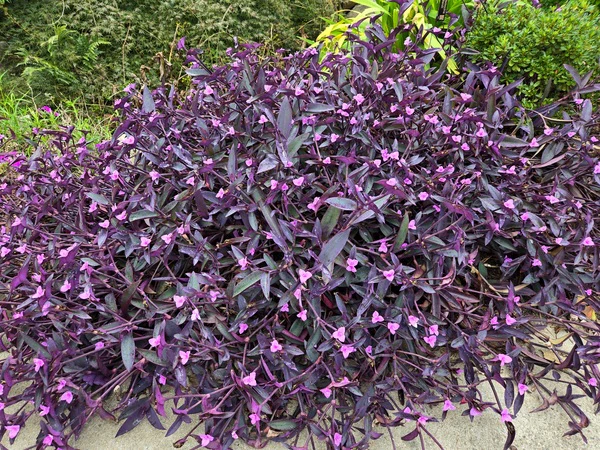 Tradescantia pallida