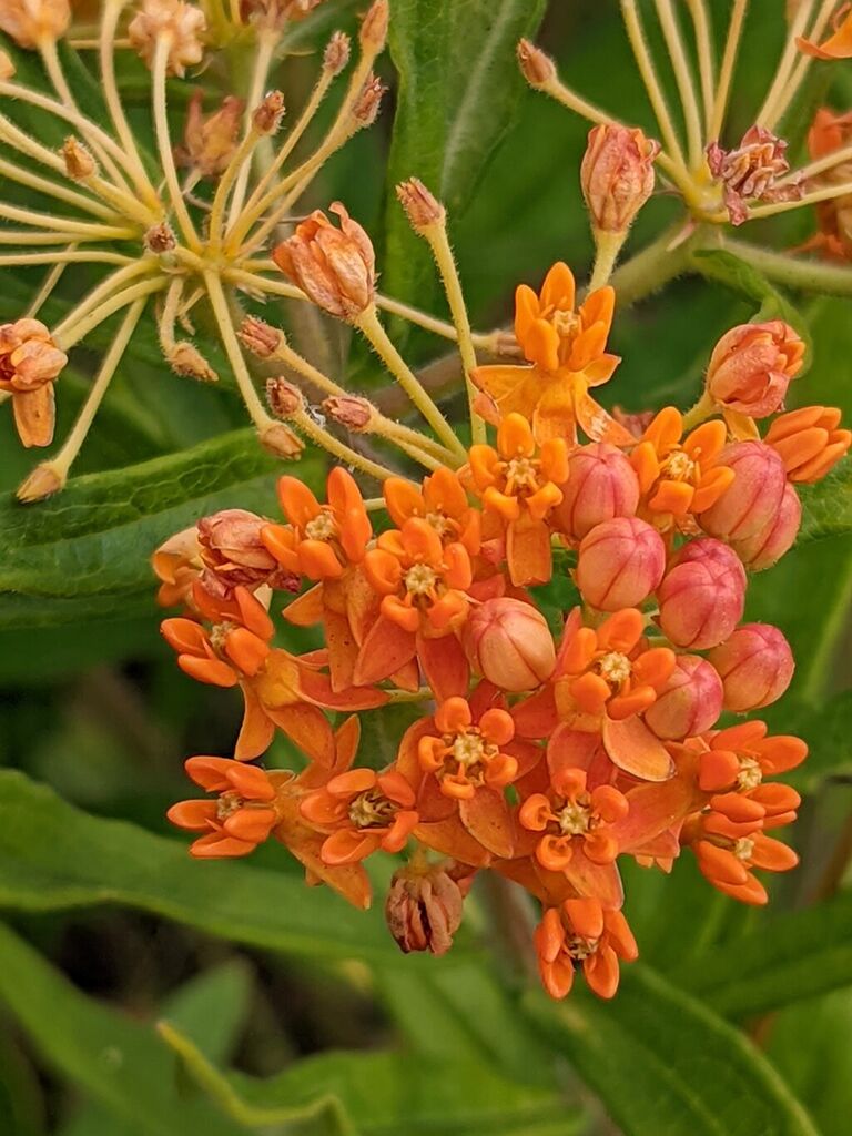 Butterfly Weed